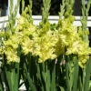Menu Green Flash Parrot Gladiolus -Holland Bulb Farms 76184 green flash gladiolus 1