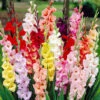 Menu Mixed Gladiolus 1 Menu Mixed Gladiolus -Holland Bulb Farms 76185 mixed gladiolus
