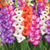 Menu Bambino Mix Gladiolus -Holland Bulb Farms 76186 bambino mix gladiolus 1