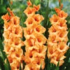 Menu Peter Pears Gladiolus 1 Menu Peter Pears Gladiolus -Holland Bulb Farms 76187 peter pears gladiolus