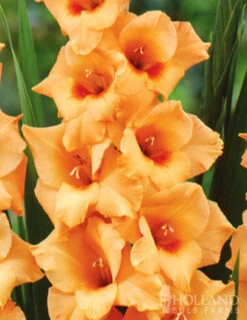 Menu Bright Colors Gladiolus Collection -Holland Bulb Farms 76187 peter pears gladiolus 2 1