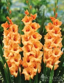 Menu Peter Pears Gladiolus