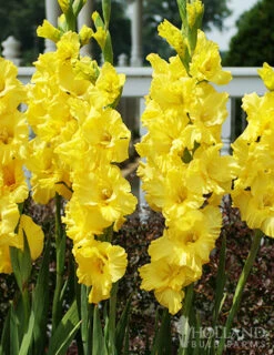 Menu Bright Colors Gladiolus Collection -Holland Bulb Farms 76188 nova lux gladiolus