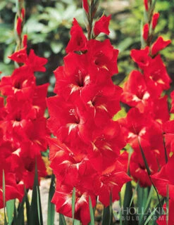 Menu Bright Colors Gladiolus Collection -Holland Bulb Farms 76190 traderhorn gladiolus 1