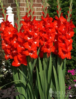Menu Bright Colors Gladiolus Collection -Holland Bulb Farms 76190 traderhorn gladiolus 2 1