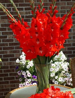 Menu Bright Colors Gladiolus Collection -Holland Bulb Farms 76190 traderhorn gladiolus 3 1