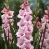 Menu That's Love Gladiolus -Holland Bulb Farms 76191 thats love gladiolus