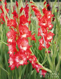 Menu Helvetia Gladiolus