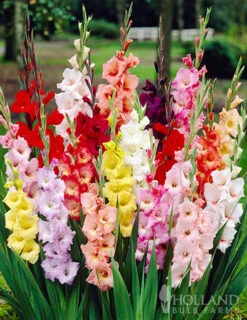 Menu Mixed Gladiolus Grower Special (120 Bulbs)