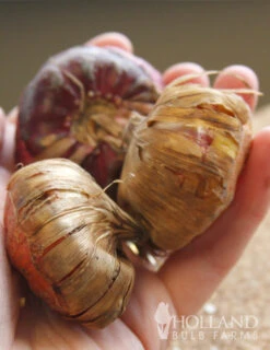 Menu Gladiolus Sampler Special Collection -Holland Bulb Farms 76193 mixed gladiolus 4