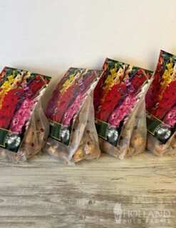 Menu Gladiolus Sampler Special Collection -Holland Bulb Farms 76193 mixed gladiolus 6