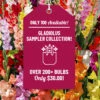 Menu Gladiolus Sampler Special Collection -Holland Bulb Farms 76194 gladiolus sampler special collection 4