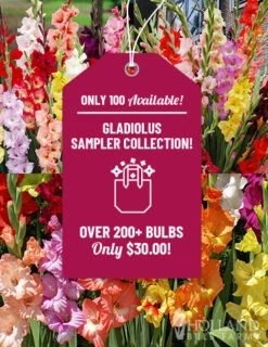 Menu Gladiolus Sampler Special Collection