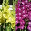 Menu Grape Gladiolus Collection -Holland Bulb Farms 76195 grape gladiolus garden collection