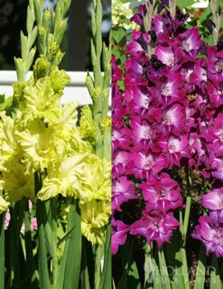 Menu Grape Gladiolus Collection