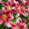 Menu Bulk Stargazer Lilies (100 Bulbs) -Holland Bulb Farms 77001 bulk stargazer lilies