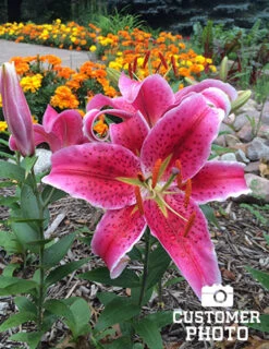 Menu Bulk Stargazer Lilies (100 Bulbs) -Holland Bulb Farms 77001 bulk stargazer lilies 3