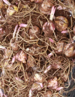 Menu Bulk Stargazer Lilies (100 Bulbs) -Holland Bulb Farms 77001 bulk stargazer lilies 4