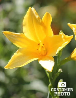 Menu Re-Blooming Daylily Collection -Holland Bulb Farms 77100 2018 07 11 stella d oro daylilies 4 joan geraldson 1