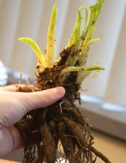 Menu Mid Summer Perennial Collection -Holland Bulb Farms 77100 stella d oro daylily 2