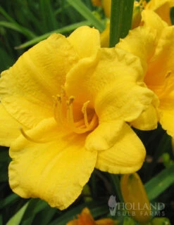 Menu Mid Summer Perennial Collection -Holland Bulb Farms 77100 stella d oro daylily