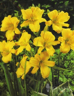 Menu Re-Blooming Daylily Collection -Holland Bulb Farms 77100 stella d oro daylily 3 1