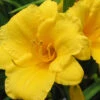 Menu Stella D' Oro Daylily Jumbo Pack -Holland Bulb Farms 77100 stella d oro daylily 5