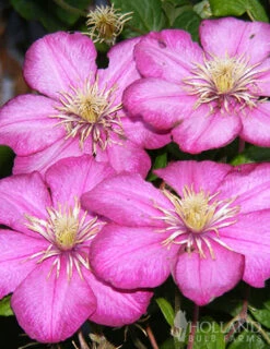Menu Welcome To Our Home Garden Collection -Holland Bulb Farms 77102 comtesse clematis