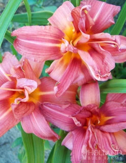 Menu Welcome To Our Home Garden Collection -Holland Bulb Farms 77102 double passion daylily 1