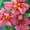 Menu Double Passion Daylily -Holland Bulb Farms 77102 double passion daylily