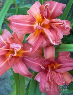 Menu Welcome To Our Home Garden Collection -Holland Bulb Farms 77102 double passion daylily 3