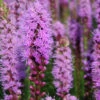 Menu Liatris Or Gayfeather Value Bag -Holland Bulb Farms 77124 liatris 1