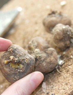 Menu Ultimate Sun Perennial Value Collection -Holland Bulb Farms 77124 liatris 2 3