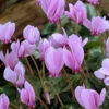 Menu Hardy Fall Cyclamen -Holland Bulb Farms 77125 hardy fall cyclamen