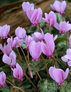 Menu Hardy Fall Cyclamen