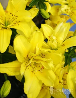 Menu Glowing Sunshine Lily Collection -Holland Bulb Farms 77134 sundew double asiatic lily 2
