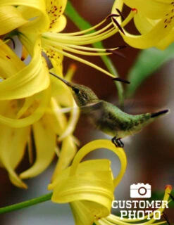 Menu Glowing Sunshine Lily Collection -Holland Bulb Farms 77134 sundew double asiatic lily 3