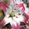 Menu Lollypop Asiatic Lily -Holland Bulb Farms 77149 lollypop asiatic lily