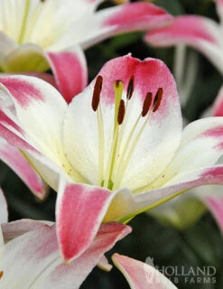 Menu Lollypop Asiatic Lily -Holland Bulb Farms 77149 lollypop asiatic lily 4