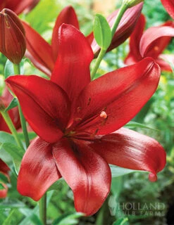 Menu Red Hot Lily Collection -Holland Bulb Farms 77151 red velvet lily 1