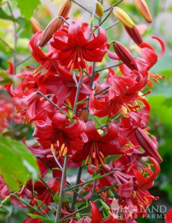 Menu Red Velvet Lily -Holland Bulb Farms 77151 red velvet lily 2