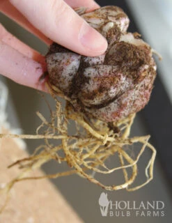 Menu Red Hot Lily Collection -Holland Bulb Farms 77151 red velvet lily 6 1