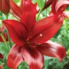 Menu Red Velvet Lily -Holland Bulb Farms 77151 red velvet lily 7