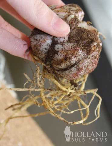 Menu Pieton Asiatic Lily 4 Menu Pieton Asiatic Lily - Image 2