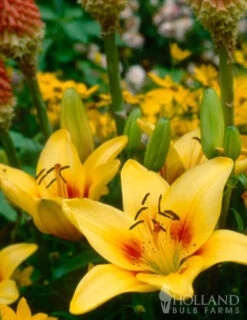 Menu Glowing Sunshine Lily Collection -Holland Bulb Farms 77154 pieton asiatic lily 3
