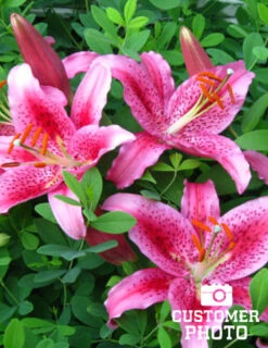 Holland Bulb Farms -Holland Bulb Farms 77160 acapulco oriental lily 2