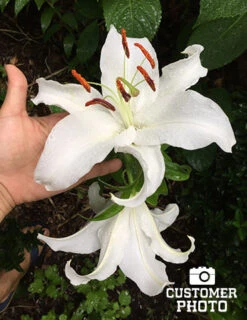 Menu White Stargazer Lily Collection -Holland Bulb Farms 77162 2018 07 23 casa blanca oriental lily que Copy