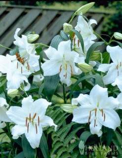 Menu White Stargazer Lily Collection -Holland Bulb Farms 77162 casa blanca oriental lily 2