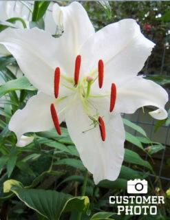 Menu Pink And Purple Star Lily Collection -Holland Bulb Farms 77162 casa blanca oriental lily 3 3
