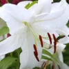 Menu Casa Blanca Oriental Lily -Holland Bulb Farms 77162 casa blanca oriental lily 5
